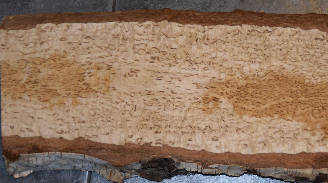 What is Curly Birch?