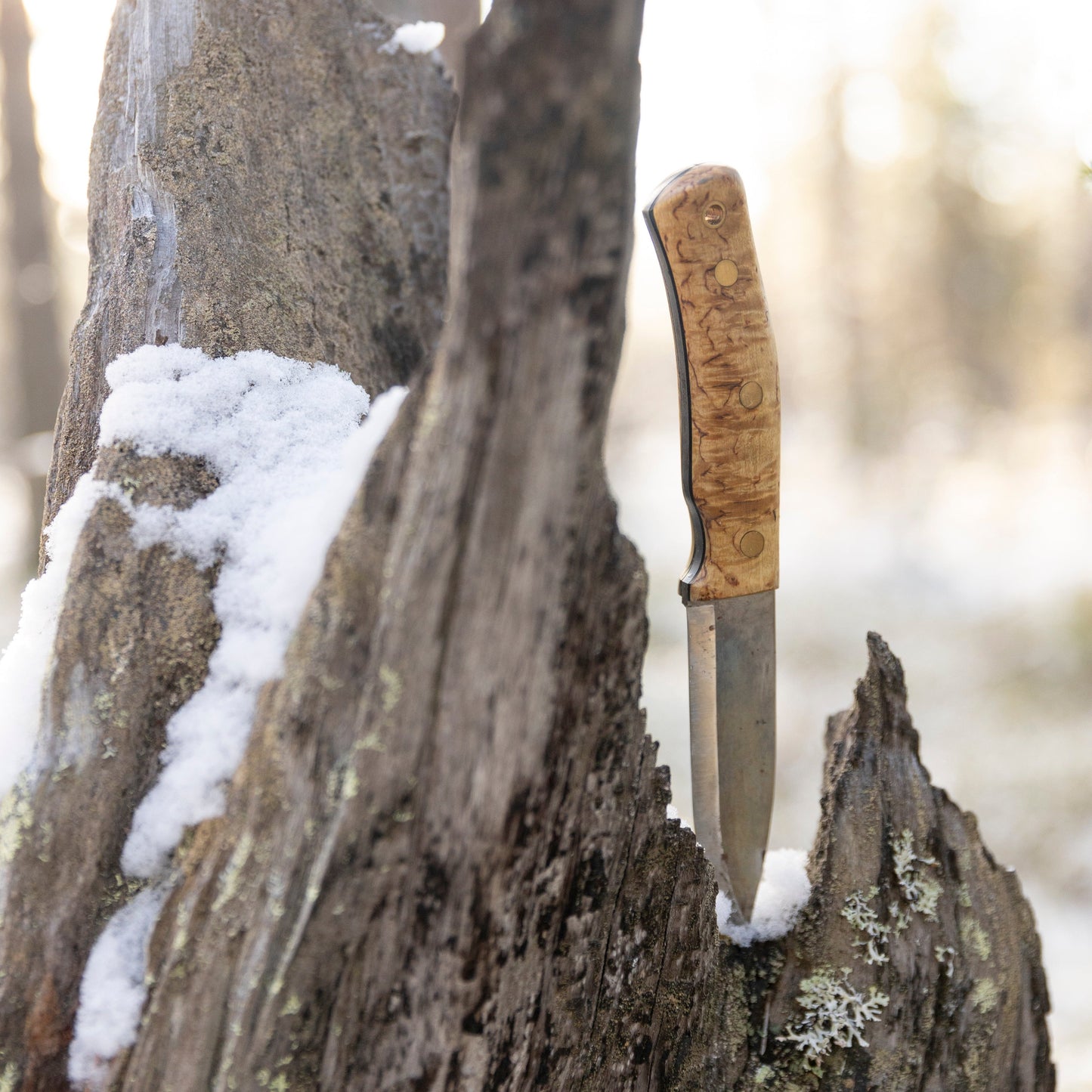 Casström No.10 survival knife with curly birch handle, in a wilderness setting