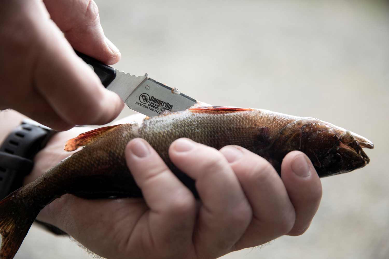 Filleting a fish with the Casström Swedish Field Dresser knife