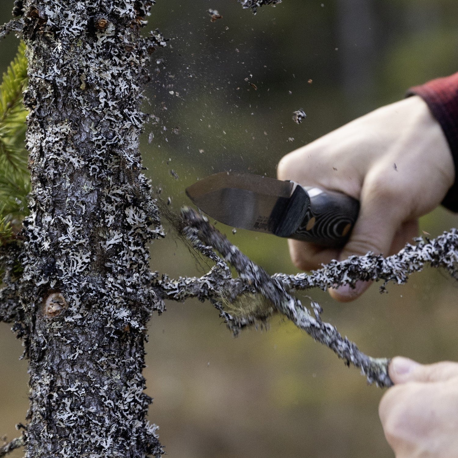 Green Micarta Casström No.10 SFK using the knife spine to remove dried spruce twigs for fire preparation in the forest.